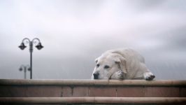 Kutyafajták tartalmáért a friss levegő (madárház), Dane Rottweiler Samoyed husky