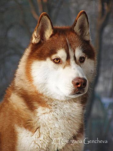 Kutyafajták tartalmáért a friss levegő (madárház) Dane Rottweiler Samoyed husky