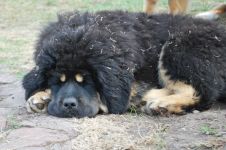 Kutyafajták tartalmáért a friss levegő (madárház), Dane Rottweiler Samoyed husky