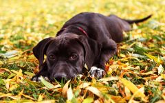 Kutyafajták tartalmáért a friss levegő (madárház), Dane Rottweiler Samoyed husky