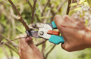 Ültetés egy fa sárgabarack tavasz, ellátás és a helyes választás az helyet neki