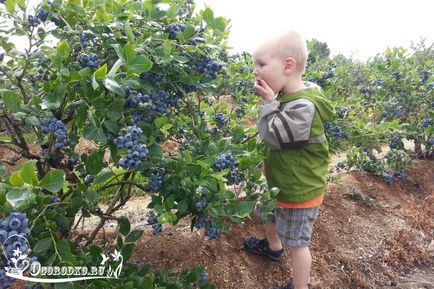 Ültetés áfonya magokat és magoncokat, lépésről lépésre (ültetés) Ültetés áfonya magokat és magoncokat, lépésről lépésre útmutató