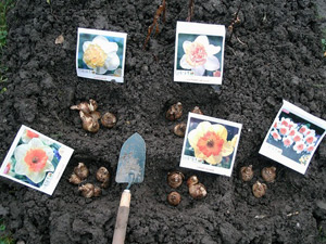 Ültetés nárcisz - hol, mikor és hogyan kell ültetni nárcisz, nárcisz kizáró