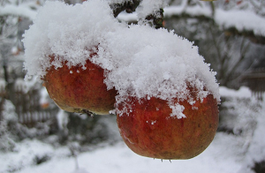 Ültetés almafák hol, hogyan és mikor kell ültetni rendesen