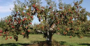Ültetés almafák hol, hogyan és mikor kell ültetni rendesen