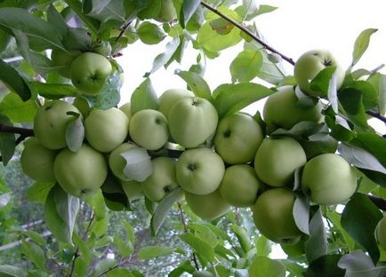 Ültetése tavasszal kezük alma - részletes leírás! (Apple) Ültetése tavasszal kezük alma - részletes leírás!