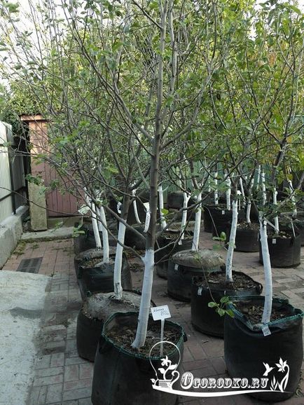 Ültetés almafák - ha a növény, és hogyan kell