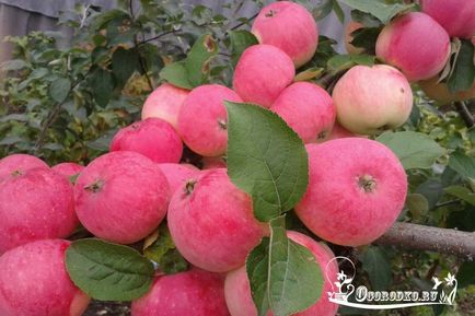 Ültetés almafák - ha a növény, és hogyan kell