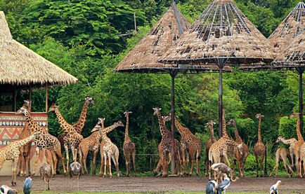 A látogatás a lenyűgöző szafari park Bangkok lesz a legjobb nyaralás az egész családnak