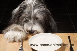 Megfelelő étrend kutyáknak