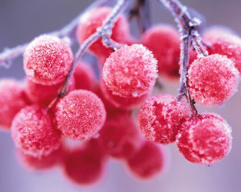Megfelelő Freeze bogyók a téli