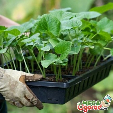 Megfelelő termesztés uborka palántákat vetés előtti vetőmagok kezelésére, ültetés dátumokat, ültetés módszerek