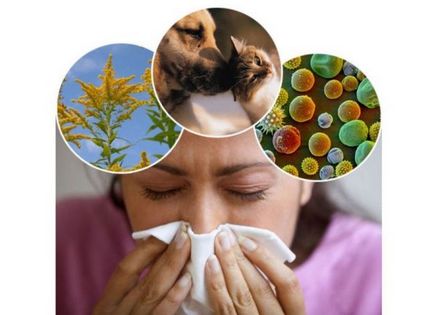 Az okok az allergia, ez a fajta van, és miért történik