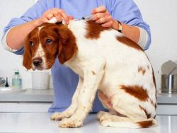 Veszettség elleni védőoltás kutya