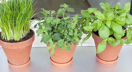 Fűszeres gyógynövények az ablakpárkányon - telepítési szabályokat, termesztés, gondozás, video
