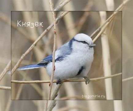 Tit madár fotókat nevek (mell) Tit madár képek nevei
