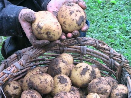 A legkorábbi leírása burgonyafajták, áttekintésre, fotó, leírás (grade) A korai fajták burgonya, a hely, ahol véleményeket, fotókat, leírást