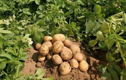 A legkorábbi leírása burgonyafajták, áttekintésre, fotó, leírás (grade) A korai fajták burgonya, a hely, ahol véleményeket, fotókat, leírást