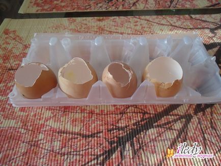 A magról nevelt uborka a tojáshéj - tenyésztési szabályok