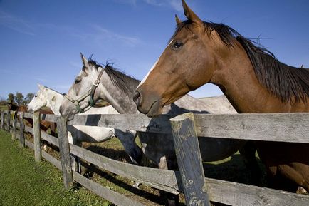 Lótenyésztés szervezet fenntartása lovak, gondoskodás