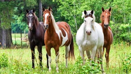 Lótenyésztés szervezet fenntartása lovak, gondoskodás