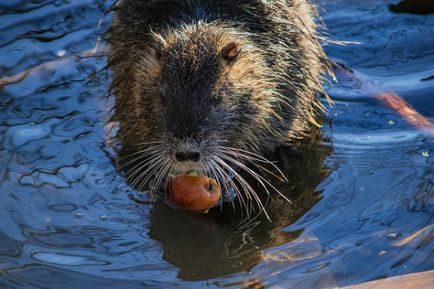 Tenyésztési nutria, és a tartalom otthon