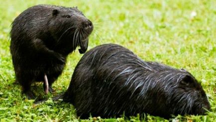 Tenyésztési nutria, és a tartalom otthon