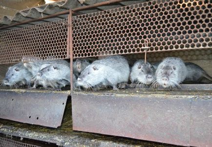 Tenyésztési nutria, és a tartalom otthon