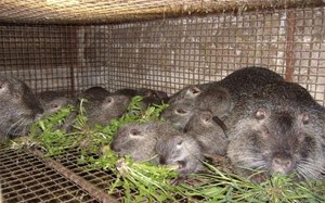 Tenyésztési nutria lakberendezés céges nutrievyh gazdaságok