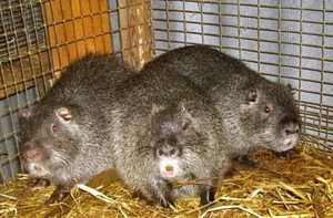 Tenyésztési nutria lakberendezés céges nutrievyh gazdaságok