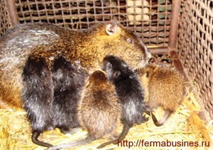 Tenyésztési nutria lakberendezés céges nutrievyh gazdaságok