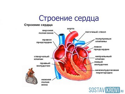 Szívbillentyűhiba 1, 2, 3 fok, a gyermekek, a diagnózis és a kezelés