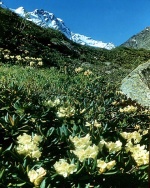 Rhododendron - ez