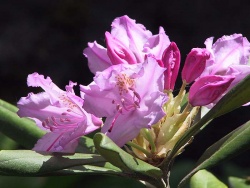 Rhododendron - ez