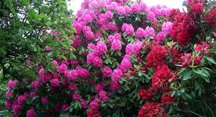 Rododendron karbantartása, telepítése és termesztése szabadföldön, reprodukció az otthoni