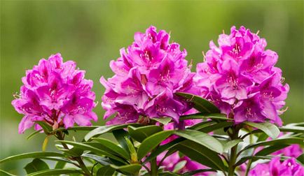 Rhododendron fajok, fajták