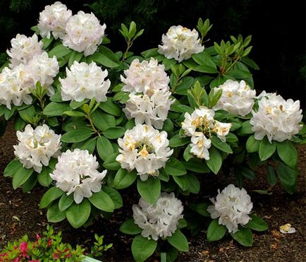 Rhododendron fajok, fajták