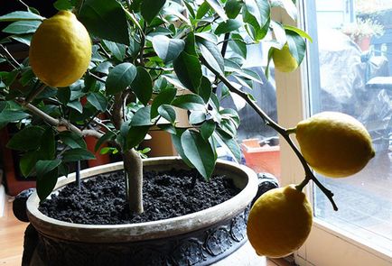 Romnatny citrom -vyraschivanie és ápolási otthon