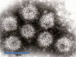 Rotavírus nélkül hőmérséklet lehetett az, és miért