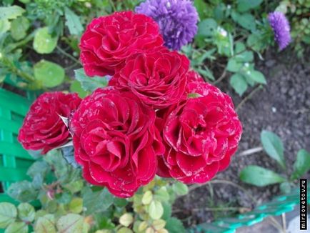 Roses, ültetés és gondozás