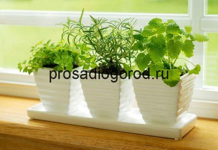 Rosemary növekvő pot otthon erkély vagy ablakpárkányon, videók és fotók