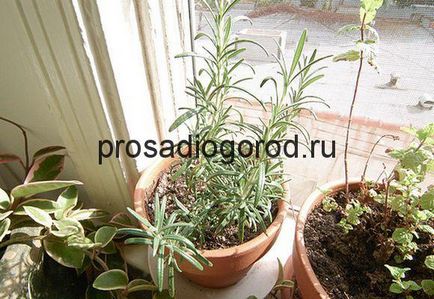 Rosemary növekvő pot otthon erkély vagy ablakpárkányon, videók és fotók