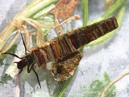 Caddis lárva és leírását és élőhely, szaporítás és felhasználás a rovarok halakban