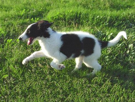 Orosz agár rohanó gyorsabb, mint a szél! Szabványok és jellemzői kutyafajták orosz Borzoi