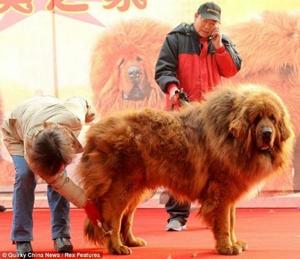 A legdrágább kutya és a legnagyobb macska a világon (32 fotó)