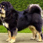 A legdrágább kutya a világon (50 kép) Tibeti Masztiff, egy régi fajta mit, mennyit, milyen