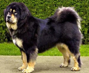 A legdrágább kutya a világon (50 kép) Tibeti Masztiff, egy régi fajta mit, mennyit, milyen