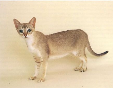 A legkisebb macska a világon