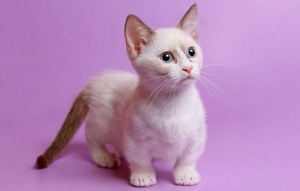 A legkisebb macska a világon a nevét fajok, fotók