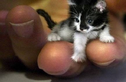 A legkisebb macska a világon - topkin, 2017